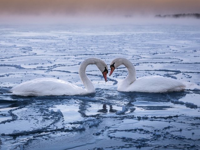 Обои пара, лебеди, верность, pair, swans, loyalty разрешение 1920x1200 Загрузить