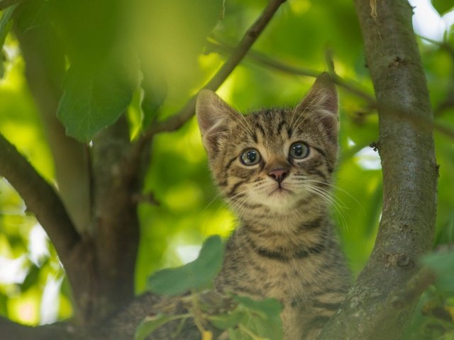 Обои кот, усы, кошка, котенок, на дереве, cat, mustache, kitty, on the tree разрешение 1920x1200 Загрузить