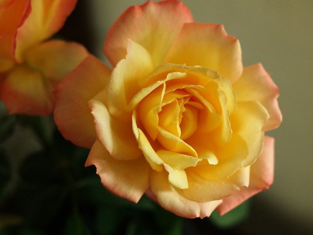 Обои макро, роза, лепестки, бутон, macro, rose, petals, bud разрешение 2880x1920 Загрузить