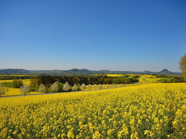 Обои небо, дорога, цветы, поле, рапс, the sky, road, flowers, field, rape разрешение 2048x1367 Загрузить