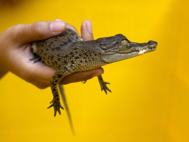 Обои желтый, рука, фон, маленький, руки, жёлтая, крокодил, малая, yellow, hand, background, small, hands, crocodile разрешение 3737x2496 Загрузить