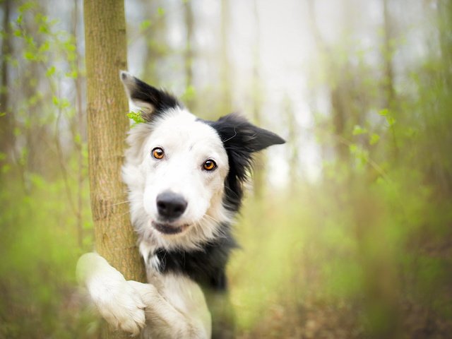 Обои дерево, собака, весна, бордер-колли, alicja zmysłowska, tree, dog, spring, the border collie разрешение 1920x1231 Загрузить