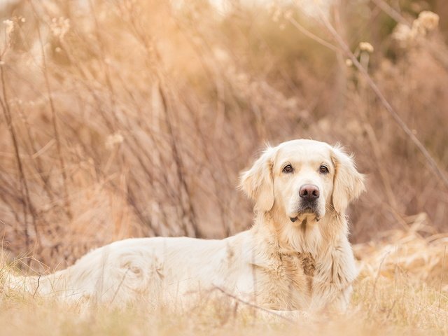 Обои взгляд, собака, друг, luna, золотистый ретривер, look, dog, each, golden retriever разрешение 1920x1147 Загрузить