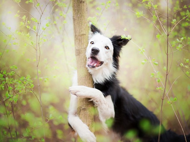 Обои дерево, собака, весна, объятие, бордер-колли, alicja zmysłowska, madlene greets spring with a hug!, tree, dog, spring, hug, the border collie разрешение 1920x1220 Загрузить