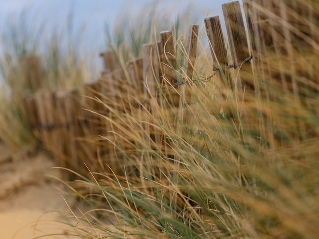 Обои трава, ветряная, песок, дюна, пляж, забор, ветер, дюны, песка, боке, изгородь, fence, grass, wind, sand, dune, beach, the fence, the wind, dunes, bokeh разрешение 2048x1365 Загрузить