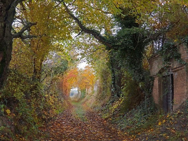 Обои деревья, way, двер, листья, осен, плющ, осень,  листья, тропинка, ruin, autumn colors, разруха, countryside, здание, двери, деревь, pathway, trees, leaves, ivy, autumn, path, devastation, the building, door разрешение 2048x1170 Загрузить