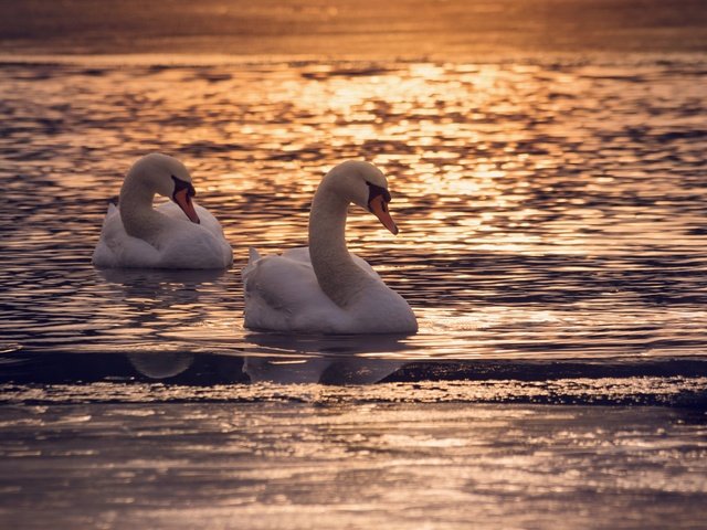 Обои озеро, couple, полумрак, закат, отражение, птицы, пара, сумерки, лебеди, dusk, лейка, lake, sunset, reflection, birds, pair, twilight, swans разрешение 2048x1356 Загрузить