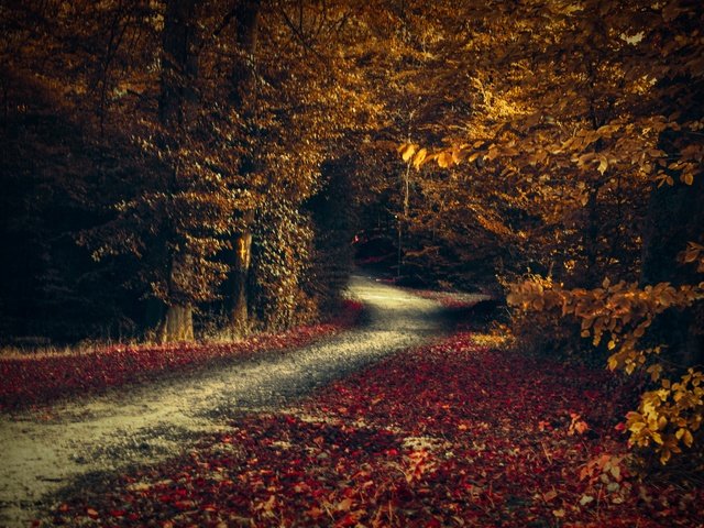 Обои дорога, деревья, лес, листья, осень, road, trees, forest, leaves, autumn разрешение 6144x4096 Загрузить