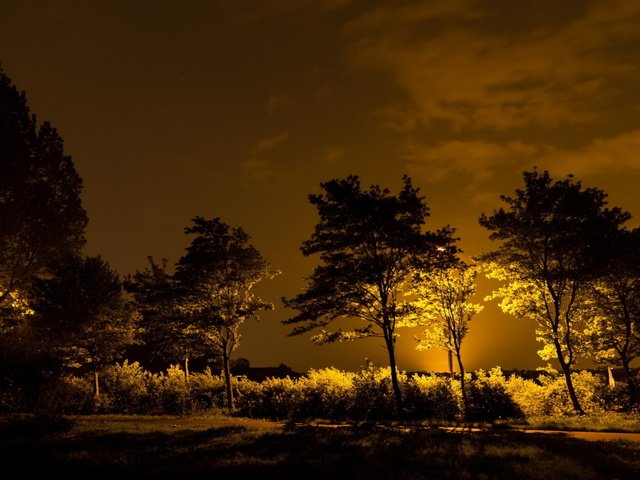 Обои свет, ночь, деревья, свет красиво, light, night, trees, the light is beautiful разрешение 2560x1600 Загрузить