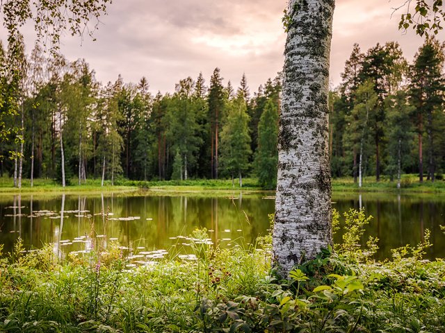Обои озеро, природа, лес, береза, lake, nature, forest, birch разрешение 1920x1200 Загрузить