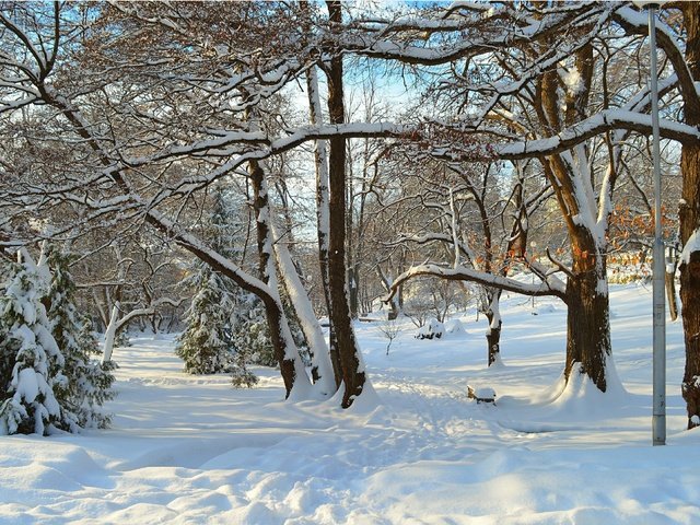 Обои деревья, снег, зима, лучи, парк, деревь, trees, snow, winter, rays, park разрешение 3004x1885 Загрузить