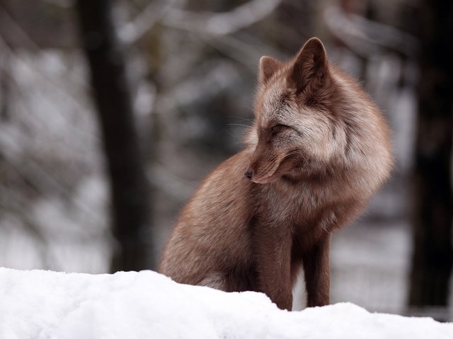 Обои снег, зима, лиса, боке, snow, winter, fox, bokeh разрешение 4846x3231 Загрузить