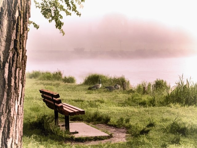 Обои река, туман, птицы, скамья, утки, river, fog, birds, bench, duck разрешение 2560x1540 Загрузить