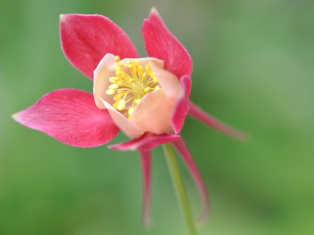 Обои цветок, лепестки, водосбор, аквилегия, туфелька эльфа, flower, petals, the catchment, aquilegia разрешение 4288x2848 Загрузить