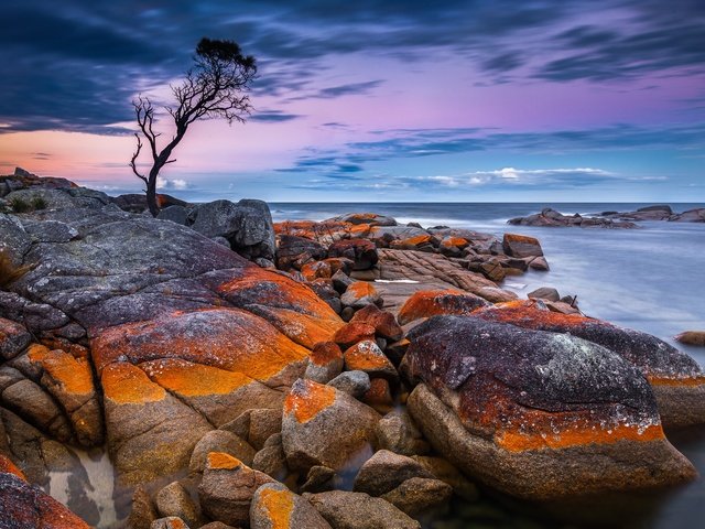 Обои небо, binalong bay, дерево, камни, море, горизонт, побережье, австралия, тасмания, the sky, tree, stones, sea, horizon, coast, australia, tasmania разрешение 2048x1365 Загрузить