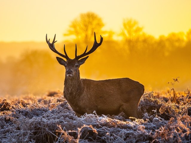 Обои олень, закат, рога, dusk, оленей, deer, sunset, horns разрешение 4104x2736 Загрузить