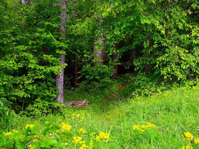 Обои трава, зелень, лес, весна, весенние, грин, grass, greens, forest, spring, green разрешение 3002x1921 Загрузить