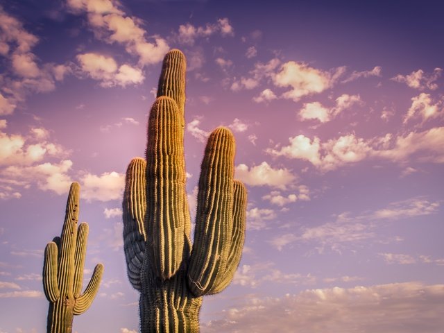 Обои небо, облака, растения, пустыня, завод, кактус, неба, десерд, the sky, clouds, plants, desert, plant, cactus, sky разрешение 4928x3264 Загрузить