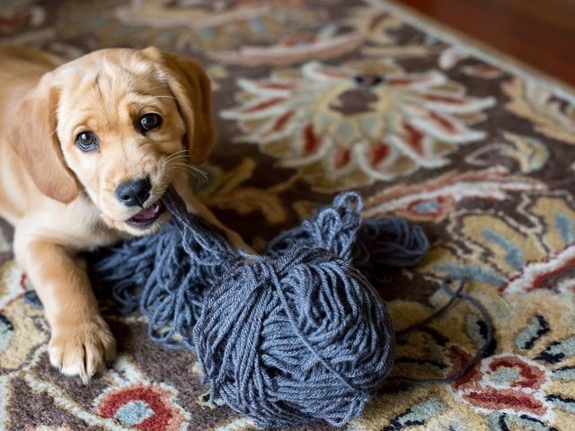 Обои взгляд, собака, дом, щенок, ковер, нитки, look, dog, house, puppy, carpet, thread разрешение 2048x1365 Загрузить