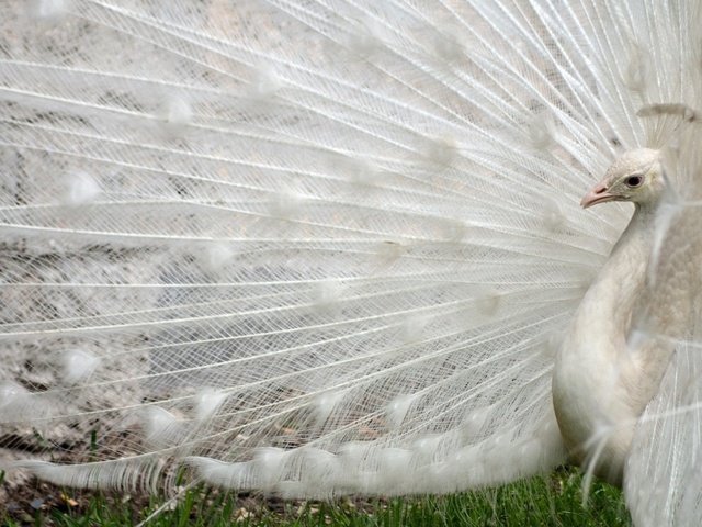 Обои белый, птица, павлин, перья, хвост, white, bird, peacock, feathers, tail разрешение 1920x1080 Загрузить