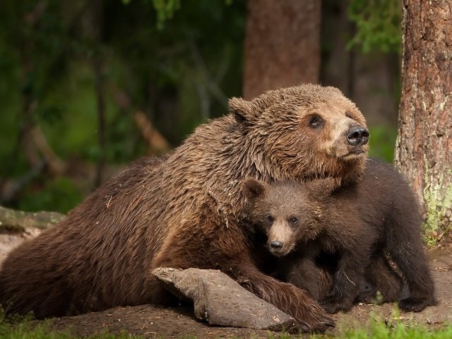 Обои природа, медведь, животное, медведи, медвежонок, живая природа, nature, bear, animal, bears, wildlife разрешение 1920x1200 Загрузить