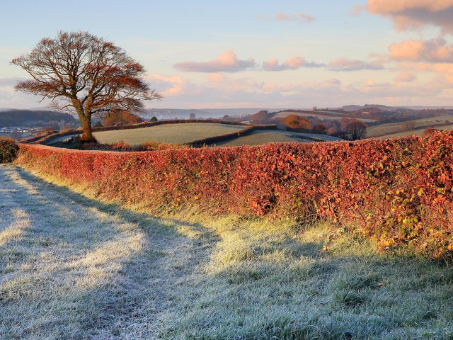 Обои природа, дерево, поля, иней, забор, газон, поздняя осень, nature, tree, field, frost, the fence, lawn, late autumn разрешение 1920x1200 Загрузить