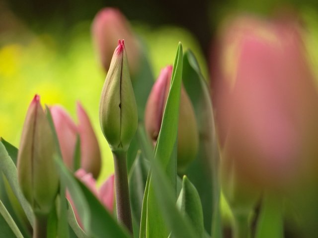 Обои бутон, весна, букет, тюльпаны, bud, spring, bouquet, tulips разрешение 2048x1536 Загрузить