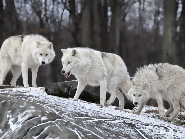 Обои снег, природа, волки, волк, snow, nature, wolves, wolf разрешение 1920x1200 Загрузить