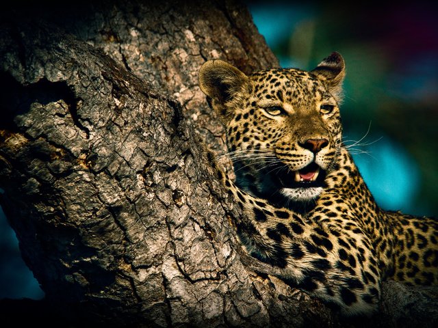 Обои животные, леопард, хищник, дикая кошка, animals, leopard, predator, wild cat разрешение 4608x3072 Загрузить