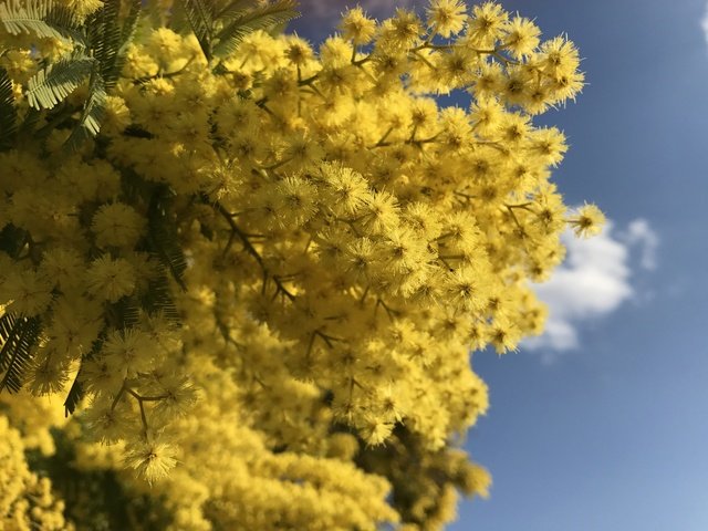 Обои небо, цветы, ветки, весна, мимоза, the sky, flowers, branches, spring, mimosa разрешение 4032x2903 Загрузить