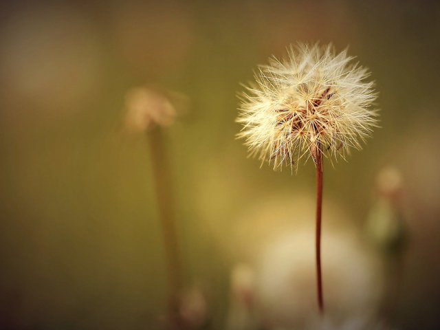 Обои цветок, jossie k, поле, одуванчик, семена, растение, пух, пушинки, былинки, flower, field, dandelion, seeds, plant, fluff, fuzzes, blade разрешение 2048x1361 Загрузить