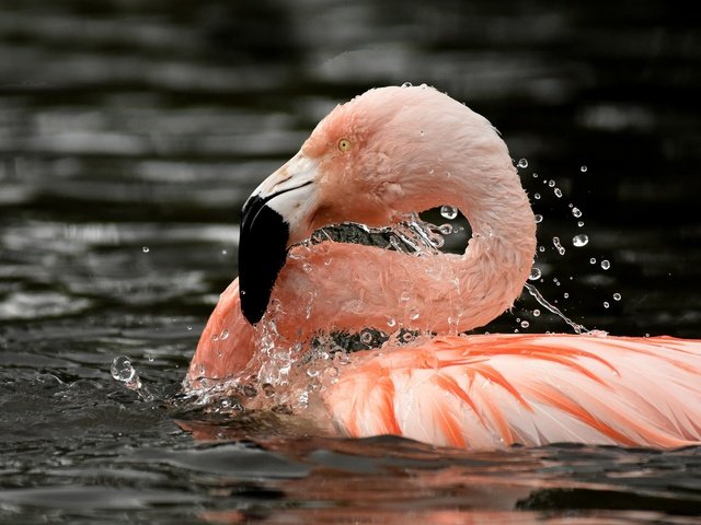 Обои вода, фламинго, птица, клюв, перья, шея, розовый фламинго, water, flamingo, bird, beak, feathers, neck, pink flamingos разрешение 2048x1417 Загрузить