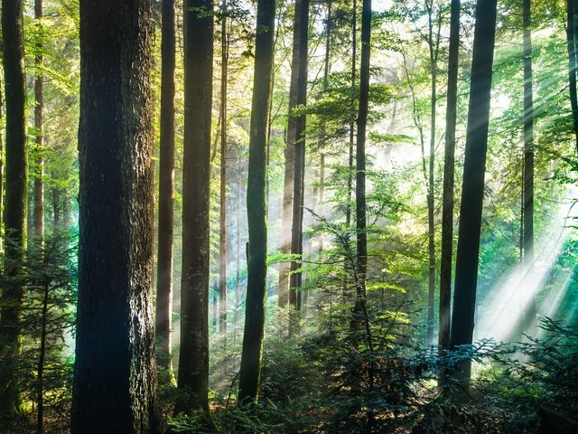 Обои деревья, лес, солнечный свет, trees, forest, sunlight разрешение 2048x1324 Загрузить