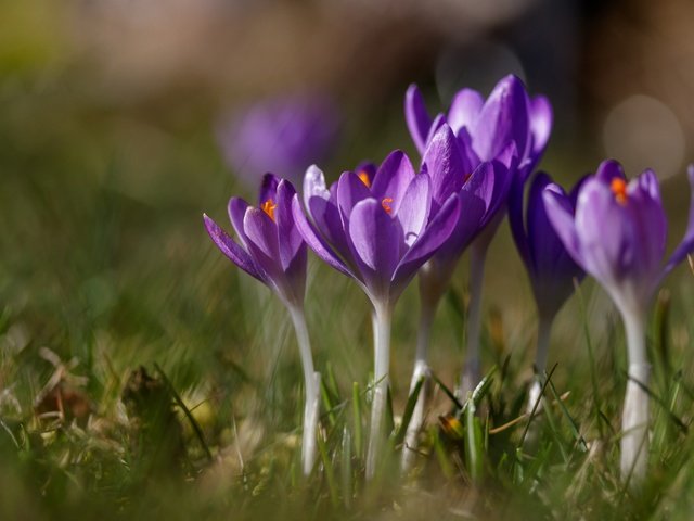 Обои цветы, трава, весна, крокусы, шафран, flowers, grass, spring, crocuses, saffron разрешение 6000x3798 Загрузить