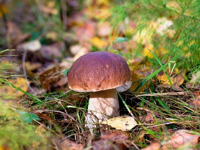 Обои природа, белый, гриб, боровик, nature, white, mushroom, borovik разрешение 2000x1333 Загрузить