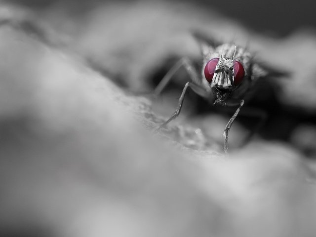 Обои макро, насекомое, фон, муха, macro, insect, background, fly разрешение 2048x1463 Загрузить