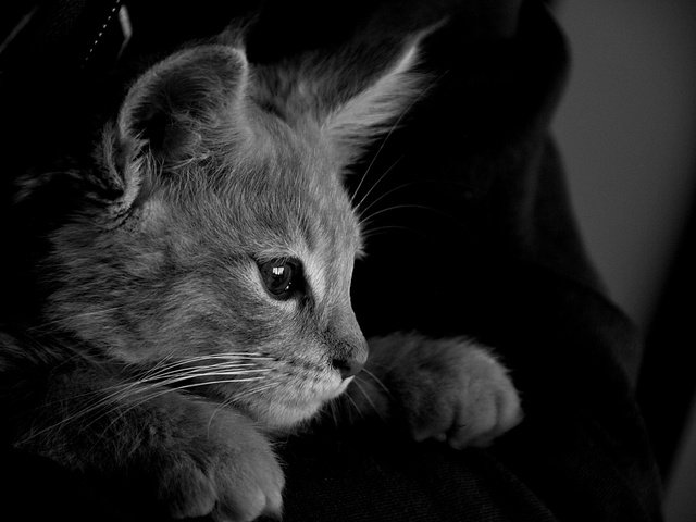 Обои кот, кошка, чёрно-белое, серый, монохромный, cat, black and white, grey, monochrome разрешение 6000x4000 Загрузить