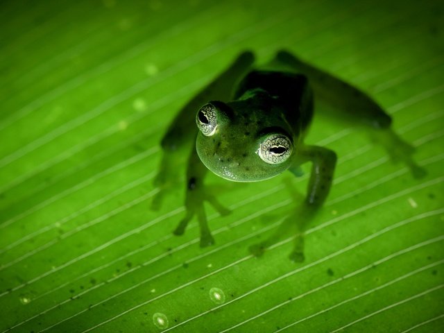 Обои природа, лапы, лист, лягушка, зеленая, земноводное, коста-рика, nature, paws, sheet, frog, green, amphibian, costa rica разрешение 2048x1287 Загрузить