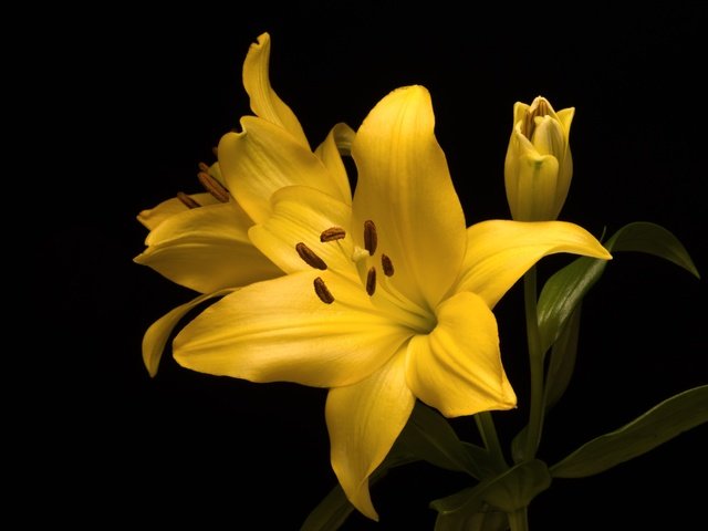 Обои желтый, макро, фон, цветок, лилия, yellow, macro, background, flower, lily разрешение 3600x2403 Загрузить