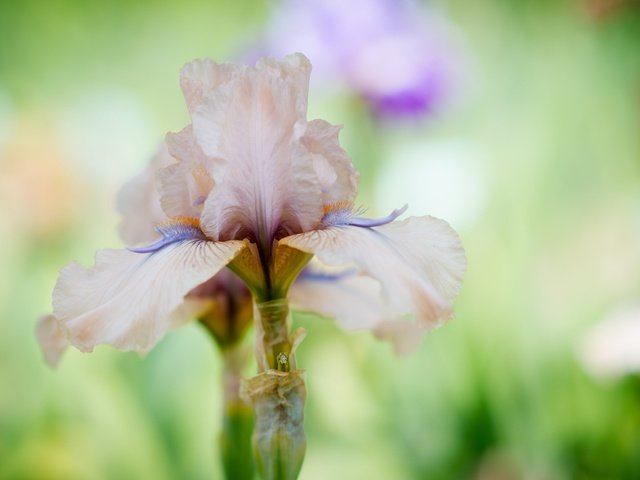 Обои макро, цветок, нежность, ирис, macro, flower, tenderness, iris разрешение 2048x1310 Загрузить