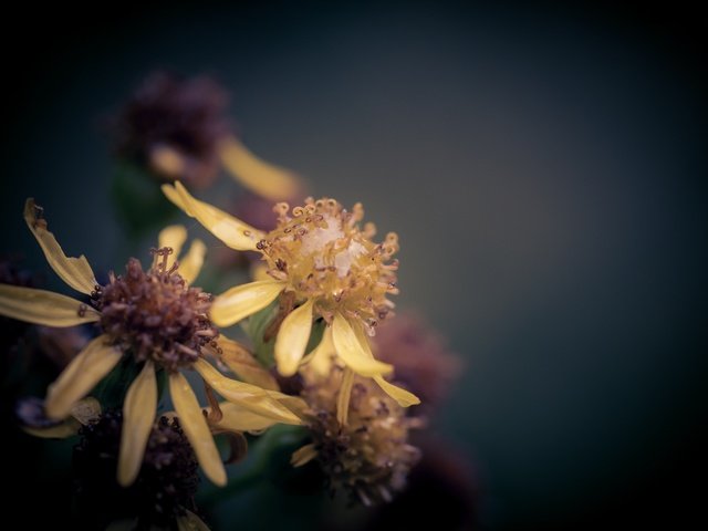 Обои макро, цветок, капли, дождь, боке, крестовник, macro, flower, drops, rain, bokeh, ragwort разрешение 2048x1365 Загрузить