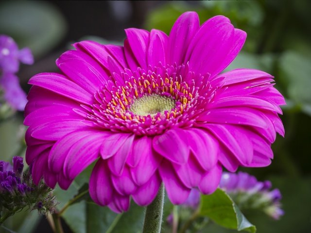 Обои макро, цветок, лепестки, гербера, macro, flower, petals, gerbera разрешение 2021x1305 Загрузить