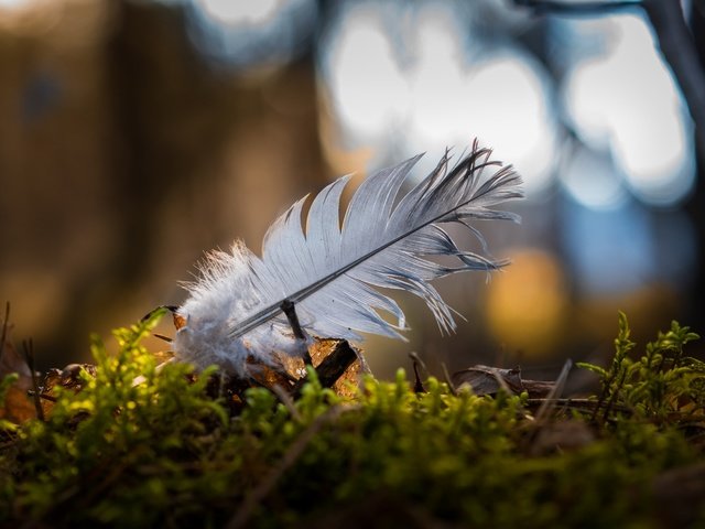 Обои природа, макро, мох, перо, боке, перышко, nature, macro, moss, pen, bokeh, a feather разрешение 2048x1366 Загрузить