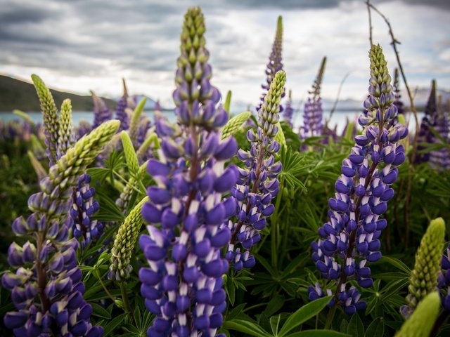 Обои цветы, природа, поле, люпины, flowers, nature, field, lupins разрешение 2560x1440 Загрузить