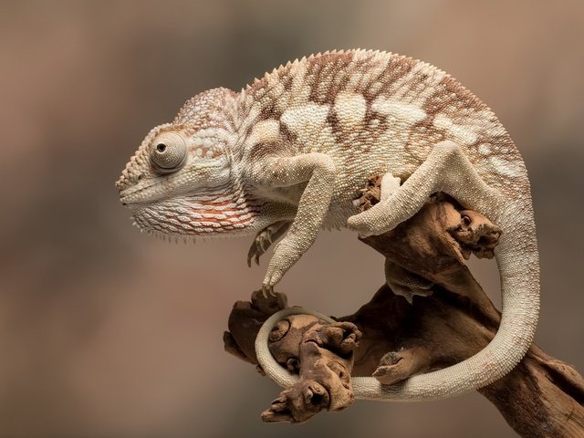 Обои природа, фон, ящерица, хамелеон, рептилия, пресмыкающиеся, nature, background, lizard, chameleon, reptile, reptiles разрешение 1920x1244 Загрузить