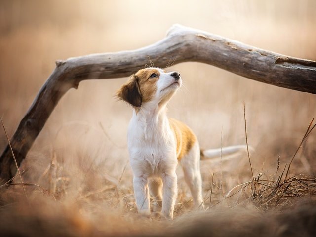 Обои ветка, природа, собака, щенок, dackelpuppy, soey, branch, nature, dog, puppy разрешение 2048x1344 Загрузить