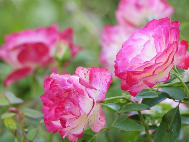 Обои цветы, розы, лепестки, боке, flowers, roses, petals, bokeh разрешение 2048x1368 Загрузить