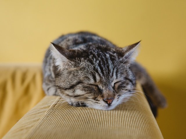 Обои морда, кот, кошка, сон, лежит, полосатый, face, cat, sleep, lies, striped разрешение 3840x2400 Загрузить
