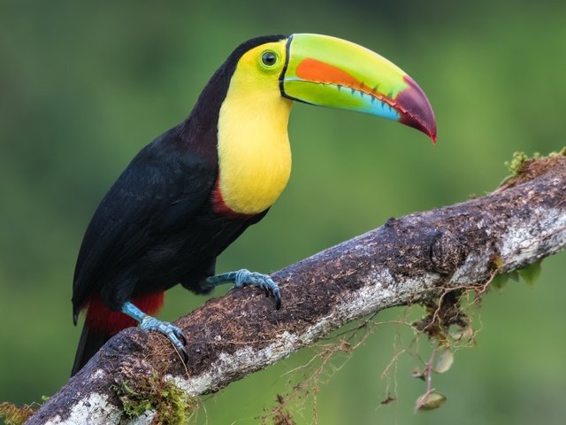Обои птицы, тукан, клюв, перья, радужный тукан, birds, toucan, beak, feathers, iridescent toucan разрешение 4396x3099 Загрузить