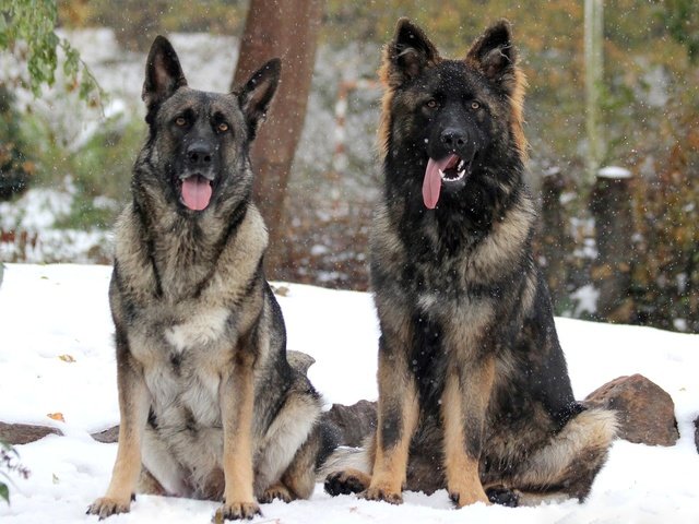 Обои снег, зима, собаки, немецкая овчарка, овчарки, snow, winter, dogs, german shepherd, shepherd разрешение 1920x1280 Загрузить